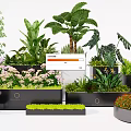 Bonsai and Potted Plants in Varied Shaped Planters with Greenery and Flowering Blooms
