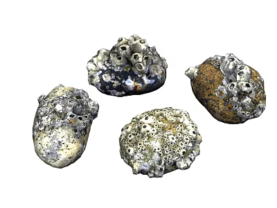 Marine Barnacles Attached to Rocks with Porous Surfaces in Natural Habitat 3d model