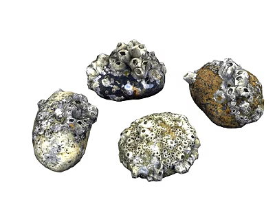Marine Barnacles Attached to Rocks with Porous Surfaces in Natural Habitat 3d model Marine Barnacles Attached to Rocks with Porous Surfaces in Natural Habitat 3d model