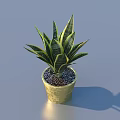 Green Leaf Bonsai Plant in Gold Ceramic Pot with Decorative Small Stones