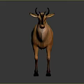 Orange Antelope With Black Horns Standing On Gray Background And Light Colored Neck