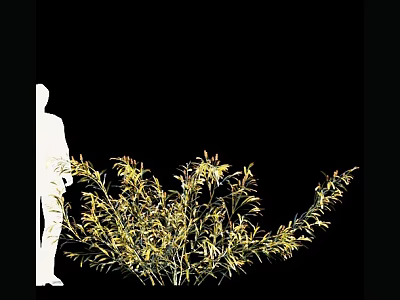 Lush Shrub with Yellow Leaves Beside Silhouette Figure on Black Background 3d model