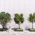 Three Arbor Trees in Square Planters with Orange Fruits Gray Wall and Circular Ground Patterns
