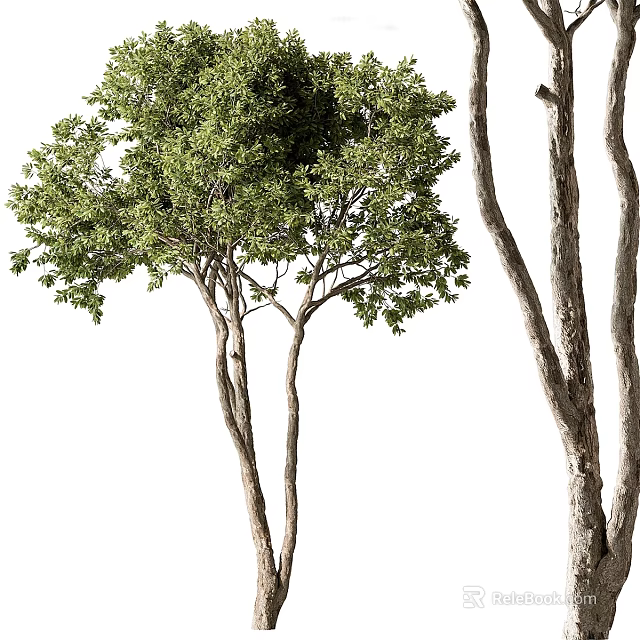 Tall Arbor Trees With Multiple Trunks And Lush Green Leafy Branches 3d model 