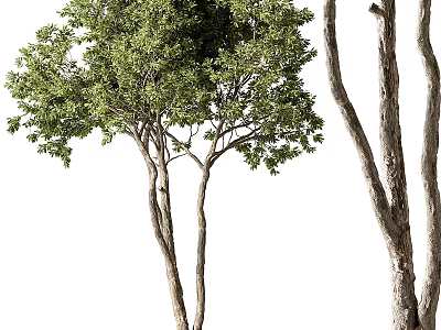 Tall Arbor Trees With Multiple Trunks And Lush Green Leafy Branches 3d model