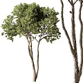 Tall Arbor Trees With Multiple Trunks And Lush Green Leafy Branches 3d model