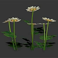 Beautiful Blooming White Daisies with Lush Green Leaves on Black Background