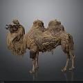 Brown Camel With Fluffy Fur And Two Humps Standing On Gray Background