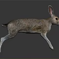 Running Brown And White Hare With Long Ears And Detailed Fur On Dark Background
