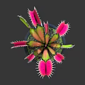 Venus Flytrap Plant with Pink Traps and Green Leaves in Black Pot for Indoor Gardening