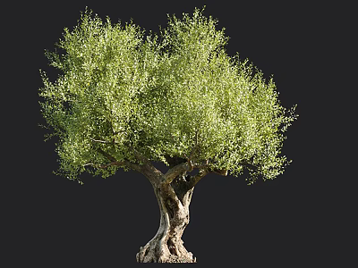 Full Lush Green Olive Tree With Thick Trunk And Branching Natural Shape 3d model