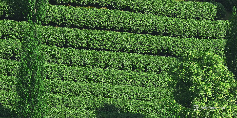 Scenic Vibrant Green Terraced Tea Plantations Natural Landscape Featuring Lush Vegetation Rows 3d model 