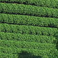 Scenic Vibrant Green Terraced Tea Plantations Natural Landscape Featuring Lush Vegetation Rows