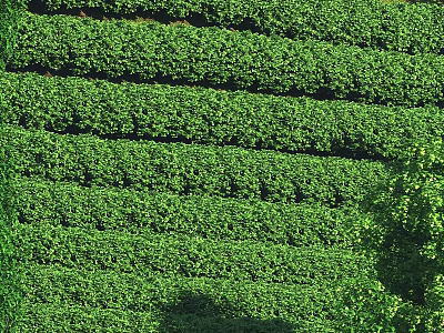 Scenic Vibrant Green Terraced Tea Plantations Natural Landscape Featuring Lush Vegetation Rows 3d model