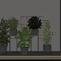 Modern Interior Decor With Multiple Bonsai Potted Plants And Black Planters On Shelf