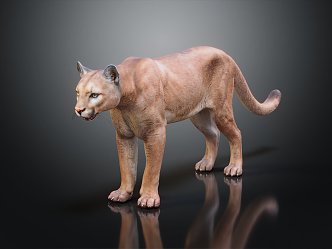 Modern Lion Cougar Mother Lion 3d model