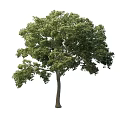 Road Greening Tree 3d model