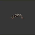 Black beetle with red legs and antennae on gray background