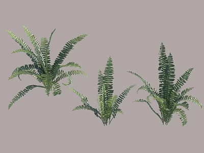 Green Ferns With Lush Leaves In Different Sizes For Natural Decor 3d model