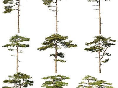 Evergreen Arbor Trees With Distinct Trunks And Lush Green Foliage For Garden Landscape Design 3d model