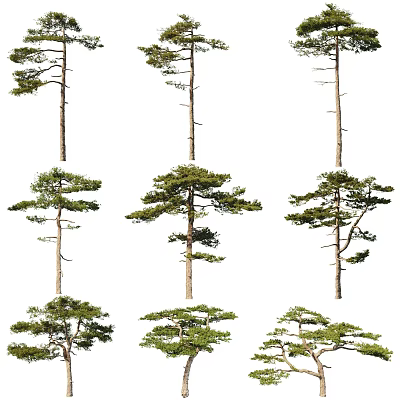 Evergreen Arbor Trees With Distinct Trunks And Lush Green Foliage For Garden Landscape Design 3d model