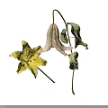 Yellow Lily Flower and Wilted Plant with Green Leaves on White Surface