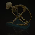 Cat Skeleton Anatomical Specimen With Blue Display Base And Bone Structure