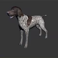 Brown And White Spotted Dog With Short Hair Standing On Dark Background