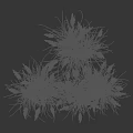 Ornamental Grasses With Feathery Plumes Green Foliage And Height Indication For Garden Landscaping