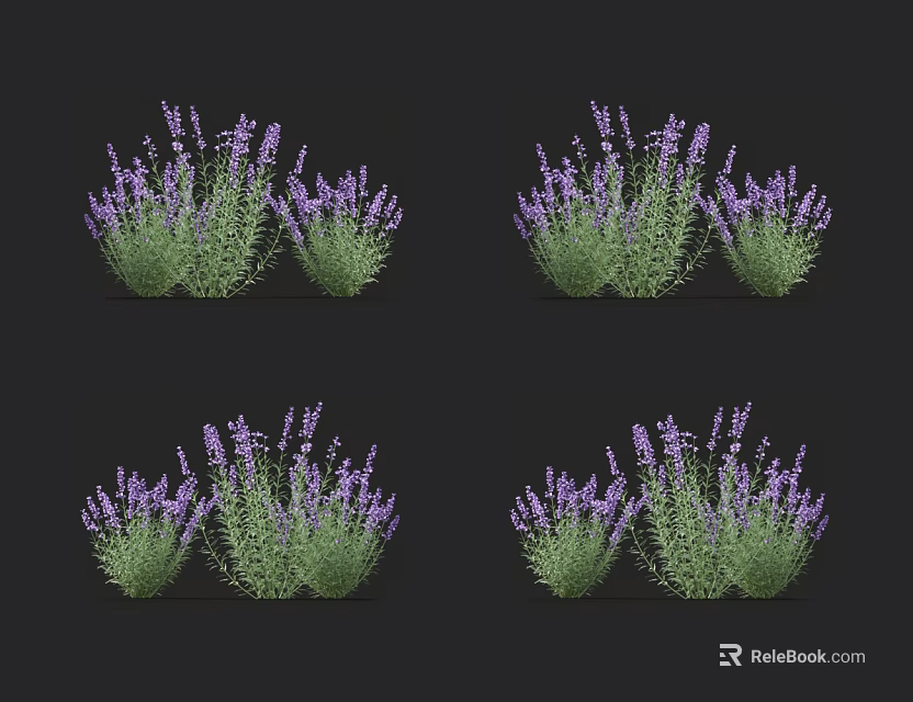 Purple Lavender Bushes With Green Leaves And Fresh Flowers On Black Background 3d model 