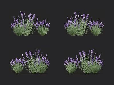 Purple Lavender Bushes With Green Leaves And Fresh Flowers On Black Background 3d model