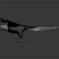Flying Eagle With Spreading Wings Dark Green And White Feathers Yellow Beak And Talons