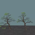 Pine Lohan Pine Yingke Pine Landscape Tree Model Tree Ornamental Tree 3d model