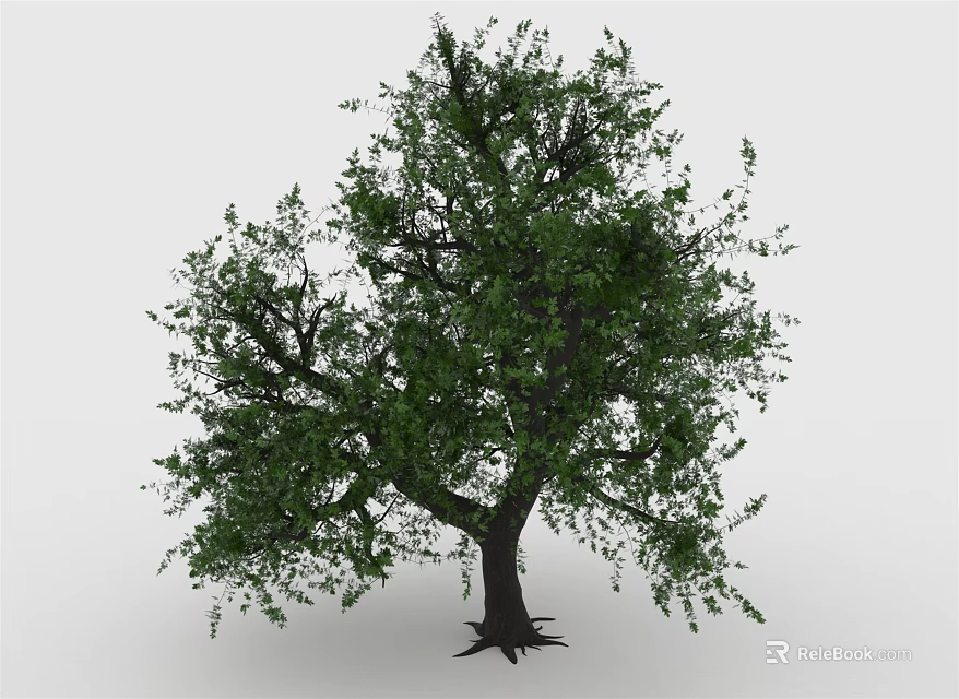 Lush Green Tree with Dense Foliage and Strong Trunk Standing Isolated on Light Background 3d model 