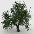 Lush Green Tree with Dense Foliage and Strong Trunk Standing Isolated on Light Background