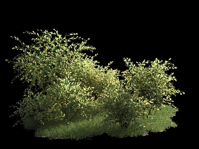 Lush Green Shrubs With Dense Foliage And Fresh Grass In Natural Garden 3d model