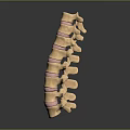 Anatomical Spine Model As Medical Device For Educational And Research Purposes
