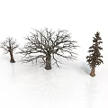 Three Trees In Different Sizes Featuring Two Leafless And One Green Pine Tree 3d model