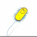 Detailed Yellow Oval Microorganism With Hair Like Structures And Long Tail