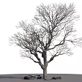 Tall Bare Branch Arbor with Thick Trunk and Stones on Gray Grid Ground