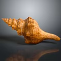 Aquatic Animal Conch Shell With Natural Brown Texture On Gray Background And Reflection 3d model