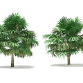 Two Palm Trees With Green Fronds And Brown Trunks 3d model