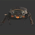 Close up view of shiny black stag beetle with large mandibles on dark background