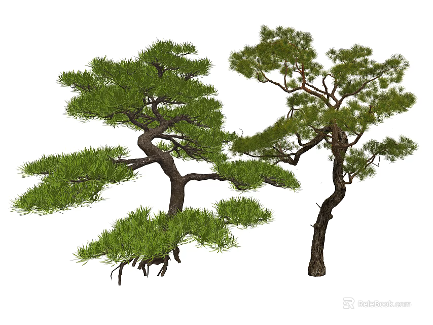 Two Ornamental Pine Trees With Twisted Branches And Dense Green Foliage 3d model 