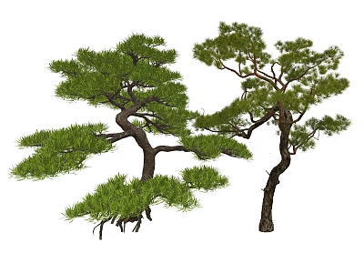 Two Ornamental Pine Trees With Twisted Branches And Dense Green Foliage 3d model