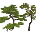 Two Ornamental Pine Trees With Twisted Branches And Dense Green Foliage