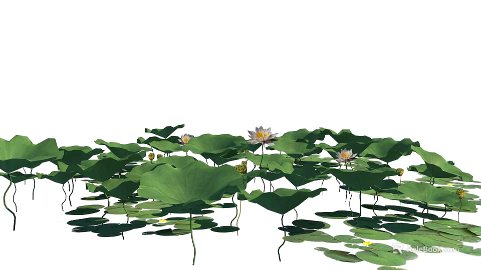Beautiful Lotus Pond With Green Lily Pads And White Flowers Floating On Water 3d model 