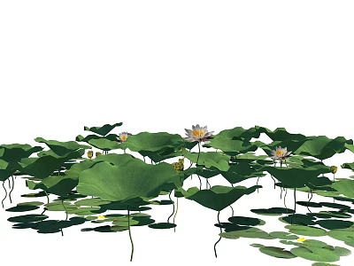 Beautiful Lotus Pond With Green Lily Pads And White Flowers Floating On Water 3d model