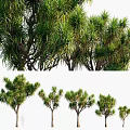 Various Sizes Of Green Trees With Lush Foliage And Tall Trunks
