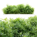Lush Green Leafy Bushes With Small Flowers In Garden Landscape Design